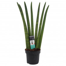 Decorum Sansevieria Cylindrica  