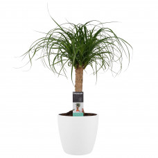 Decorum Beaucarnea Recht met Elho brussels white 