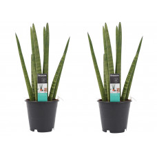 Decorum Duo Sansevieria Cylindrica 