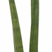 Decorum Duo Sansevieria Cylindrica met sierpot Anna white 