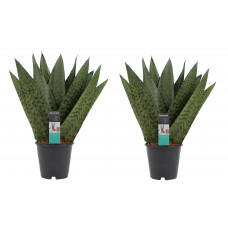 Decorum Duo Sansevieria Zeylanica 