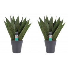 Decorum Duo Sansevieria Zeylanica met sierpot Anna grey 