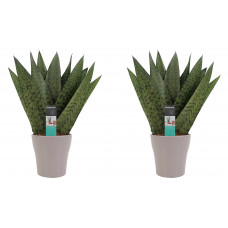 Decorum Duo Sansevieria Zeylanica met sierpot Anna taupe 