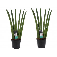 Decorum Duo Sansevieria Cylindrica  