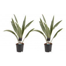 Decorum Duo Sansevieria Aubrytniana Metallica 