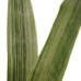 Decorum Duo Sansevieria Aubrytniana Metallica 