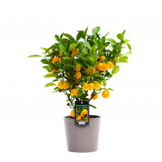 Citrus Calamondin in Roma keramiek (taupe)