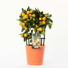 Citrus Calamondin in Milano glas