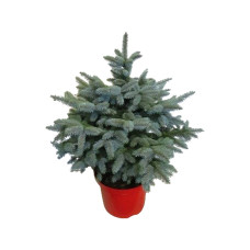 Picea pungens 