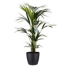 Decorum Kentia Palm - Elho brussels black