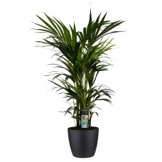 Decorum Kentia Palm - Elho brussels black