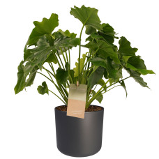 Decorum Philodendron Shangri La - Elho b.for antracite