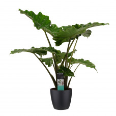 Decorum Alocasia Portodora - Elho brussels black 