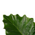 Decorum Alocasia Portodora - Elho brussels black 