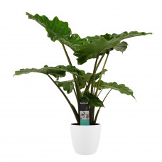 Decorum Alocasia Portodora - Elho brussels white 