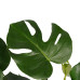 Decorum Monstera Deliciosa - Elho brussels black 