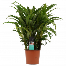 Decorum Calathea Bluegrass