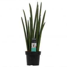 Decorum Sansevieria Cylindrica rocket