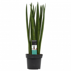 Decorum Sansevieria Cylindrica spaghetti