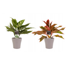 Decorum Combi 1 x Aglaonema Maria 1x Aglaonema Crete met Anna taupe