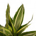 Decorum Combi 1 x Dracaena Surculosa 1 x Dracaena Sandriana white 1 x Dracaena Sandriana victory 1 x Dracaena Sandriana gold met Anna taupe