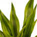 Decorum Combi 1 x Dracaena Surculosa 1 x Dracaena Sandriana white 1 x Dracaena Sandriana victory 1 x Dracaena Sandriana gold met Anna taupe