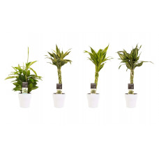 Decorum Combi 1 x Dracaena Surculosa 1 x Dracaena Sandriana white 1 x Dracaena Sandriana victory 1 x Dracaena Sandriana gold met Anna white