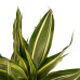 Decorum Dracaena Sandriana victory met Anna grey