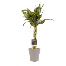 Decorum Dracaena Sandriana victory met Anna taupe