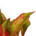 Decorum Duo 2 x Aglaonema Crete met Anna grey