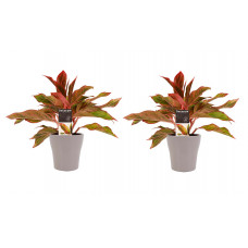 Decorum Duo 2 x Aglaonema Crete met Anna taupe