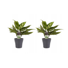 Decorum Duo 2 x Aglaonema Maria met Anna grey