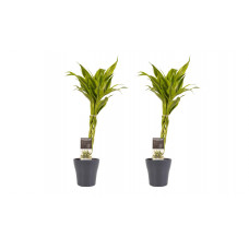 Decorum Duo 2 x Dracaena Sandriana gold met Anna grey