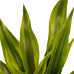 Decorum Duo 2 x Dracaena Sandriana gold met Anna taupe