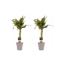 Decorum Duo 2 x Dracaena Sandriana victory met Anna taupe