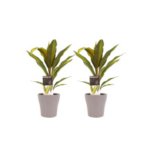 Decorum Duo 2x Cordyline Kiwi met Anna taupe