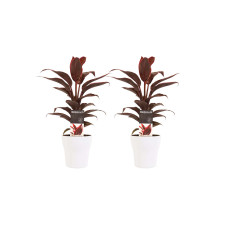 Decorum Duo 2x Cordyline Mambo met Anna white