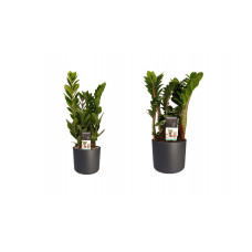 Decorum Combi 1 x Zamio Zenzi 1 x Zamio Culcas met Elho B.for soft antracite