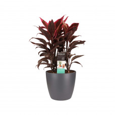 Decorum Cordyline Mambo toef met Elho brussels antracite