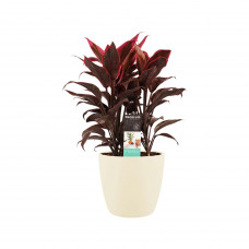 Decorum Cordyline Mambo toef met Elho brussels soap