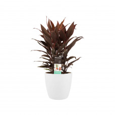 Decorum Cordyline Tango Toef met Elho brussels white