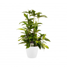 Decorum Dracaena Surculosa met Elho brussels white