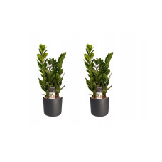 Decorum Duo 2 x Zamio Culcas met Elho B.for soft antracite