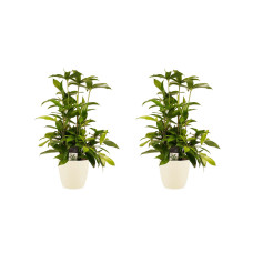 Decorum Duo 2x Dracaena Surculosa met Elho brussels soap