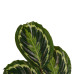 Decorum Calathea Medaillon met Elho brussels living black