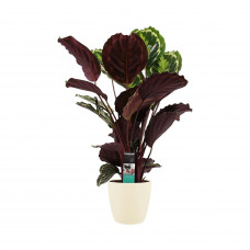 Decorum Calathea Medaillon met Elho brussels soap