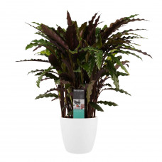 Decorum Calathea Elgergrass met Elho brussels white