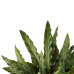 Decorum Calathea Elgergrass met Elho brussels white