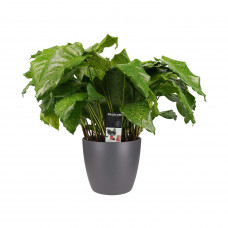 Decorum Calathea Network met Elho brussels antracite