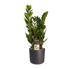 Decorum Zamio Culcas met Elho B.for soft antracite